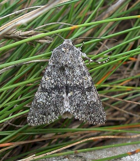 Black-banded Polymixis xanthomista