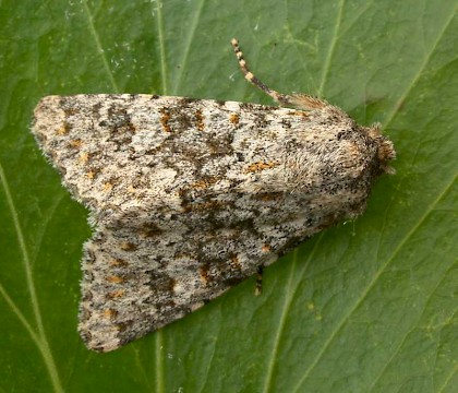 Adult • North Norfolk • © Perry Hampson