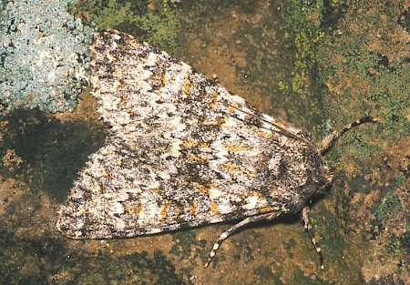 Large Ranunculus Polymixis flavicincta