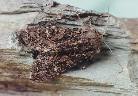 Dark Brocade Mniotype adusta