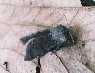 Clouded Drab Orthosia incerta