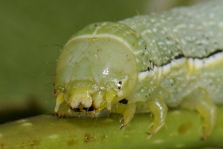 Clouded Drab Orthosia incerta