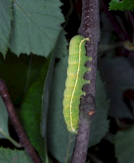 Clouded Drab Orthosia incerta