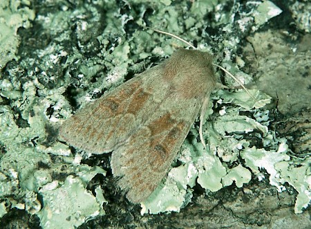 Blossom Underwing Orthosia miniosa