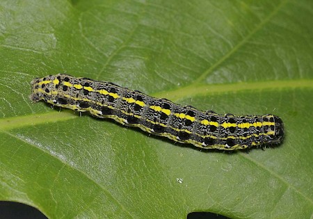 Blossom Underwing Orthosia miniosa