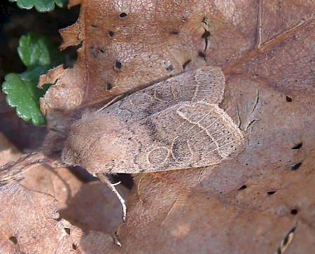 Common Quaker Orthosia cerasi