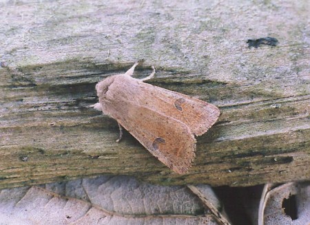 Small Quaker Orthosia cruda