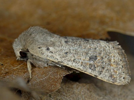 Small Quaker Orthosia cruda