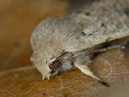 Small Quaker Orthosia cruda