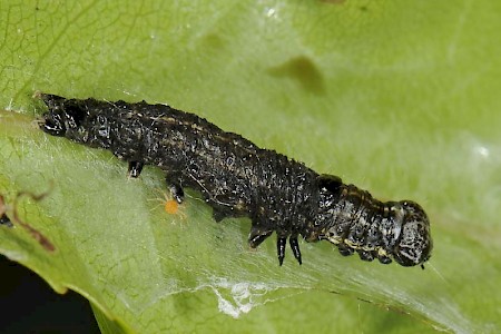 Small Quaker Orthosia cruda