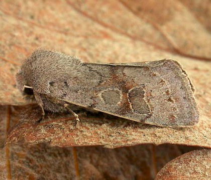 Adult &bull; Taken at MV light, Launde Park Wood, Leicestershire, 27th March 2004 &bull; &copy; Mark Skevington