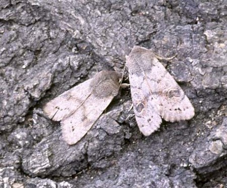 Lead-coloured Drab Orthosia populeti