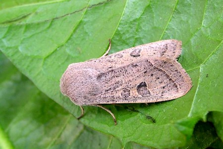 Powdered Quaker Orthosia gracilis