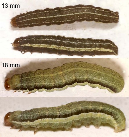 Powdered Quaker Orthosia gracilis