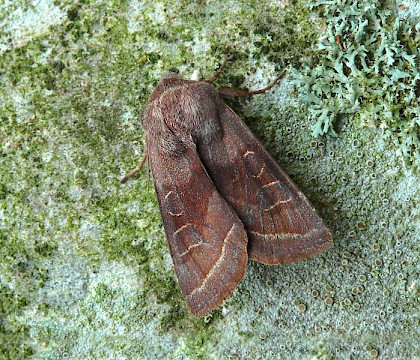 Adult • Catherton Common, Shropshire • © Patrick Clement