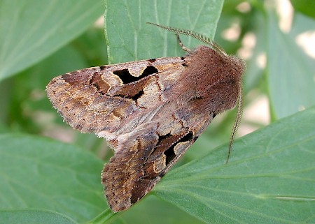 Hebrew Character Orthosia gothica