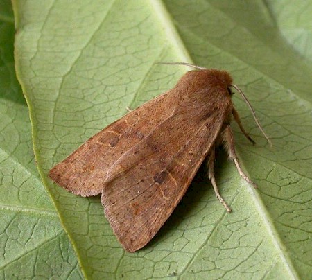 Twin-spotted Quaker Anorthoa munda