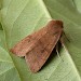 Adult, ab. immaculata • Eye, Suffolk • © Paul Kitchener