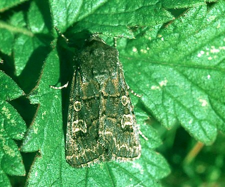 Hedge Rustic Tholera cespitis