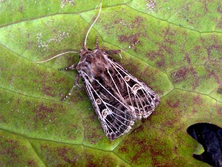 Feathered Gothic Tholera decimalis