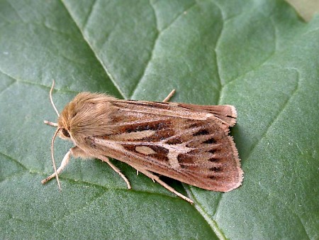 Antler Moth Cerapteryx graminis