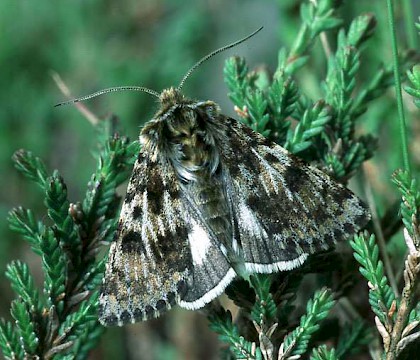 Adult • Banffshire • © Roy Leverton