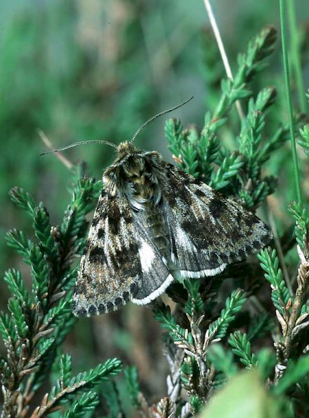 Broad-bordered White Underwing Anarta melanopa