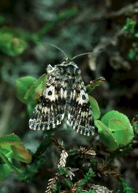 Broad-bordered White Underwing Anarta melanopa