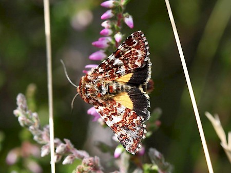 Beautiful Yellow Underwing Anarta myrtilli