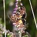 Adult • Hartlebury Common, Worcestershire • © Ross Lawford