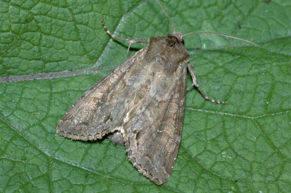 Pale Shining Brown | UKmoths