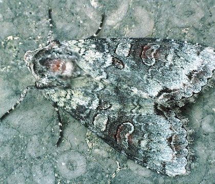 Adult • Roudsea Wood NNR, Cumbria • © Rob Petley-Jones