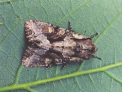 Light Brocade Lacanobia w-latinum