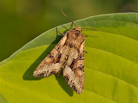 Light Brocade Lacanobia w-latinum