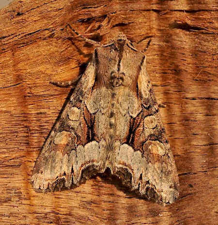 Light Brocade Lacanobia w-latinum