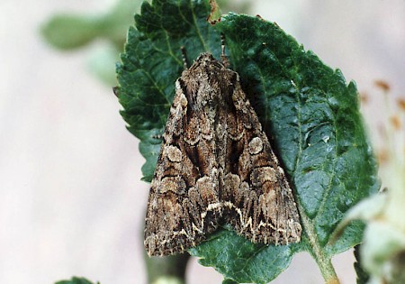 Pale-shouldered Brocade Lacanobia thalassina