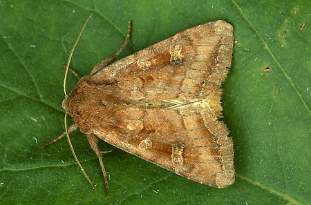 Splendid Brocade Lacanobia splendens