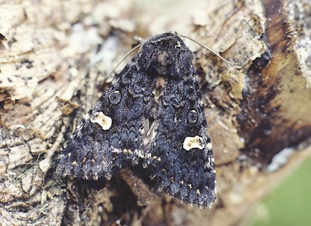 Dot Moth Melanchra persicariae