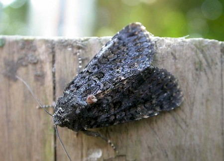 Dot Moth Melanchra persicariae