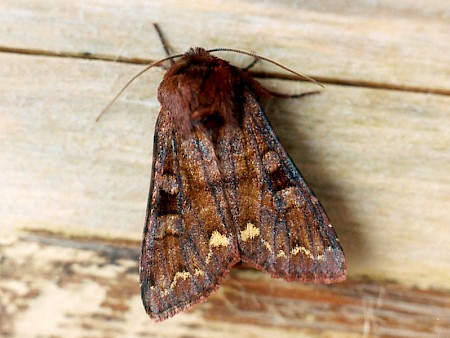 Broom Moth Ceramica pisi