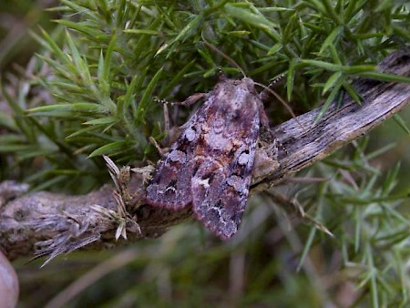 Broom Moth Ceramica pisi