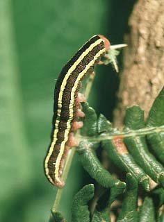 Broom Moth Ceramica pisi