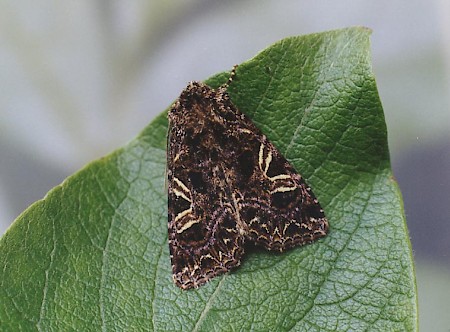 The Campion Sideridis rivularis