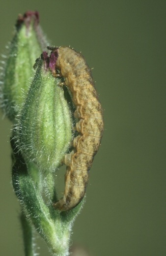 The Campion Sideridis rivularis