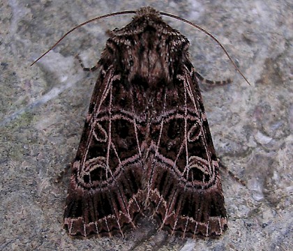 Adult, ssp. hibernica • Ballycotton, Rep. of Ireland • © James Payne