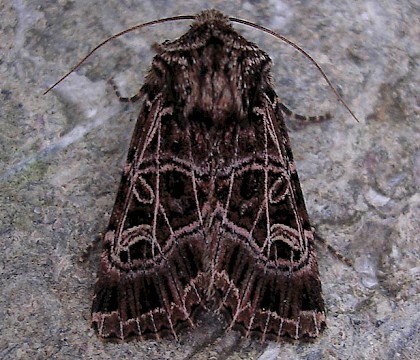 Adult, ssp. hibernica • Ballycotton, Rep. of Ireland • © James Payne