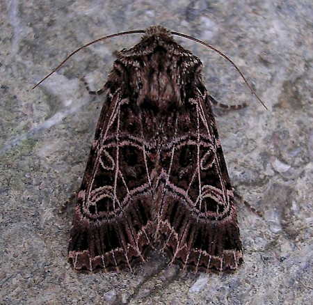 Bordered Gothic Sideridis reticulata