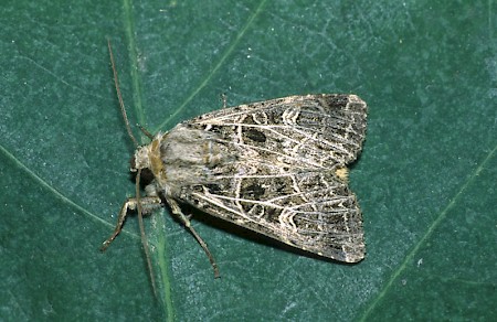 Bordered Gothic Sideridis reticulata