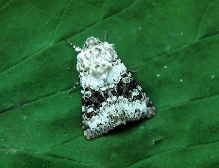 Broad-barred White Hecatera bicolorata