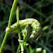 Larva • Mwnt, Ceredigion • © Lori Powell